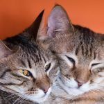 cum-scapi-de-parul-de-pisica