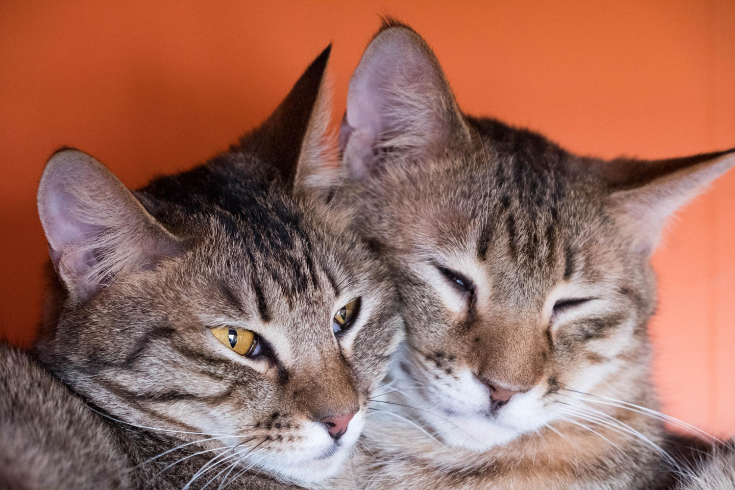 cum-scapi-de-parul-de-pisica