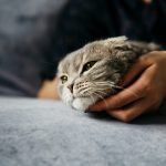 de-ce-vomita-pisica-mancarea