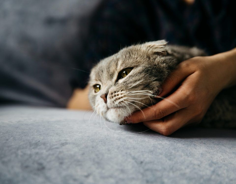 de-ce-vomita-pisica-mancarea